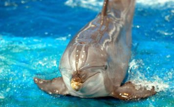3 Ways of Saving Circus Animals